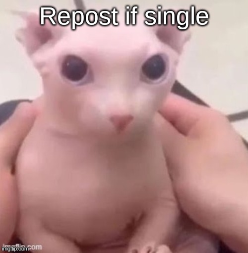 sad | Repost if single | image tagged in bingus | made w/ Imgflip meme maker