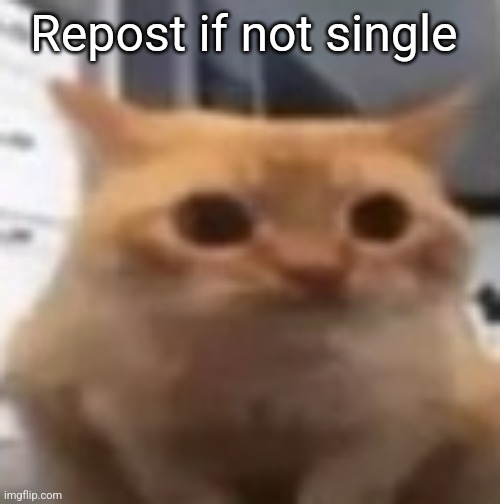 spoingus | Repost if not single | image tagged in spoingus | made w/ Imgflip meme maker