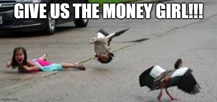 Hood Ducks | GIVE US THE MONEY GIRL!!! | image tagged in ducks | made w/ Imgflip meme maker