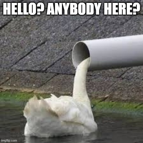 Pipe Swan | HELLO? ANYBODY HERE? | image tagged in ducks,swan | made w/ Imgflip meme maker