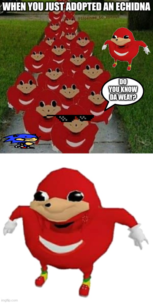 dont adopt an echidna | WHEN YOU JUST ADOPTED AN ECHIDNA; DO YOU KNOW DA WEAY? | image tagged in ugandan knuckles army,ugandan knuckles | made w/ Imgflip meme maker