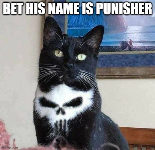 Punisher Cat | BET HIS NAME IS PUNISHER | image tagged in cats | made w/ Imgflip meme maker