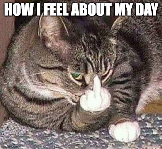 Finger Cat | HOW I FEEL ABOUT MY DAY | image tagged in cats | made w/ Imgflip meme maker