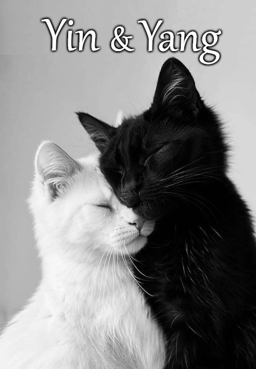 Peace & Love | Yin; Yang; & | image tagged in cats,cute cat,animals,funny,cool | made w/ Imgflip meme maker