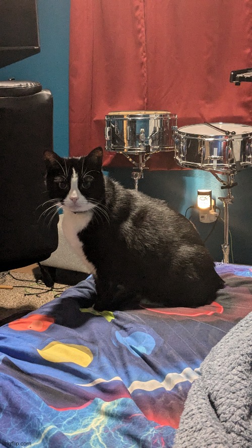 mi gato | made w/ Imgflip meme maker