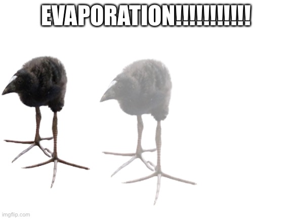 Blank White Template | EVAPORATION!!!!!!!!!!! | image tagged in blank white template | made w/ Imgflip meme maker