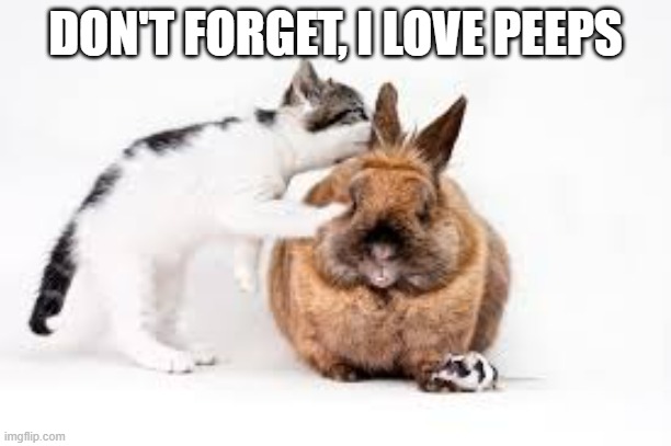 memes by Brad - kitten reminds the Easter Bunny that he likes Peeps for Easter | DON'T FORGET, I LOVE PEEPS | image tagged in cats,funny,cute,kitten,easter bunny,humor | made w/ Imgflip meme maker