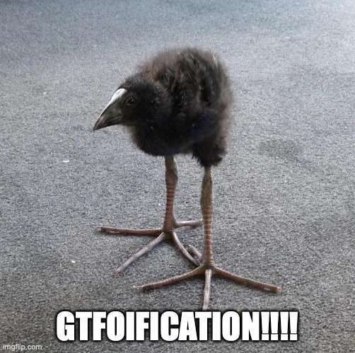 Pukeko chick | GTFOIFICATION!!!! | image tagged in pukeko chick | made w/ Imgflip meme maker