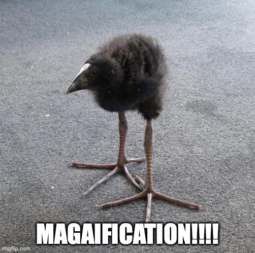 Pukeko chick | MAGAIFICATION!!!! | image tagged in pukeko chick | made w/ Imgflip meme maker