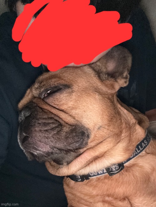 don’t mind the collar (rough season don’t kill me I didn’t choose it) | made w/ Imgflip meme maker