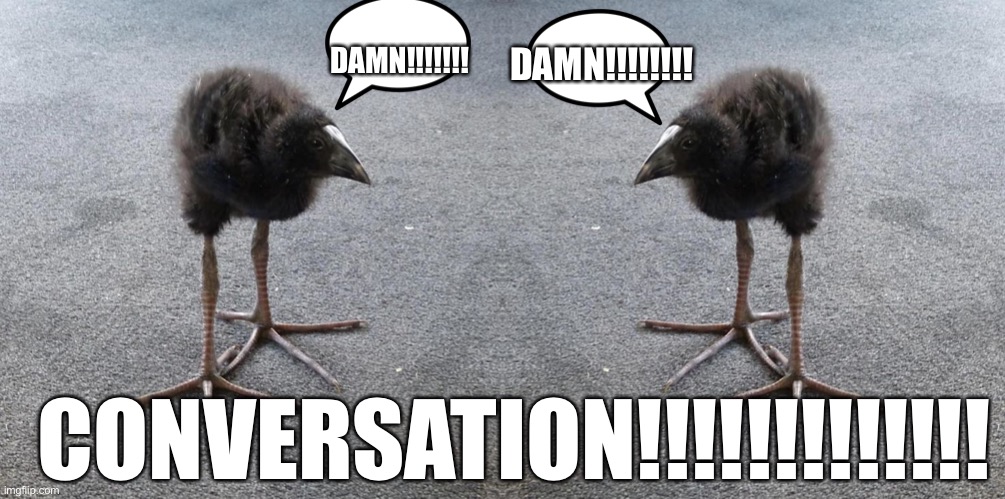 DAMN!!!!!!! DAMN!!!!!!!! CONVERSATION!!!!!!!!!!!!! | image tagged in pukeko chick | made w/ Imgflip meme maker