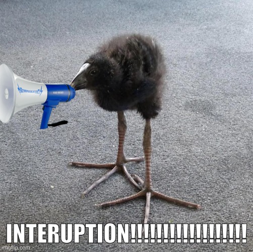 Pukeko chick | INTERUPTION!!!!!!!!!!!!!!!!!! | image tagged in pukeko chick | made w/ Imgflip meme maker