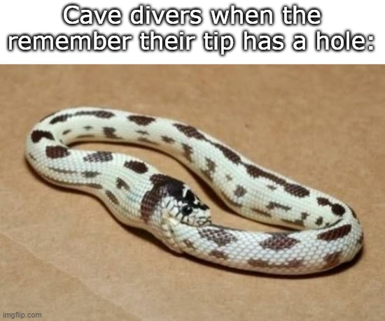 Going in- | Cave divers when the remember their tip has a hole: | image tagged in snake eating itself,funny,meme,memes,funny meme,funny memes | made w/ Imgflip meme maker