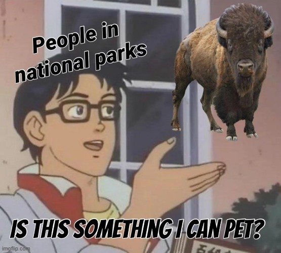 image tagged in people,stupid people,national park,buffalo | made w/ Imgflip meme maker