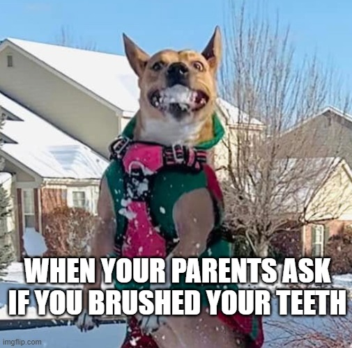 Brush them teeth | WHEN YOUR PARENTS ASK IF YOU BRUSHED YOUR TEETH | image tagged in dog brush teeth smilefunny,lol so funny | made w/ Imgflip meme maker