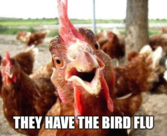 Chicken | THEY HAVE THE BIRD FLU | image tagged in chicken | made w/ Imgflip meme maker