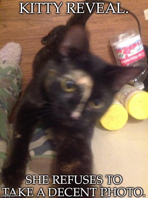 I'll Try Again Later | KITTY REVEAL. SHE REFUSES TO TAKE A DECENT PHOTO. | image tagged in her names kali,after the goddess,kitty reveal,shes a troublemaker,but sweet,adorable | made w/ Imgflip meme maker