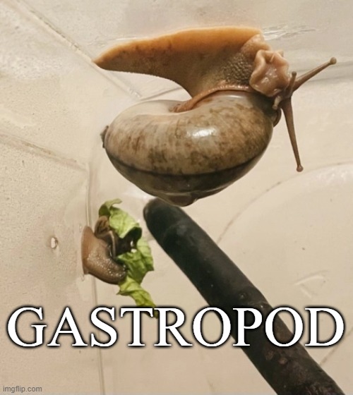 GASTOPOD | GASTROPOD | image tagged in snail | made w/ Imgflip meme maker