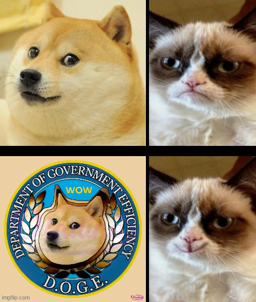 No words required | image tagged in grumpy cat,doge,save,republic,politics | made w/ Imgflip meme maker