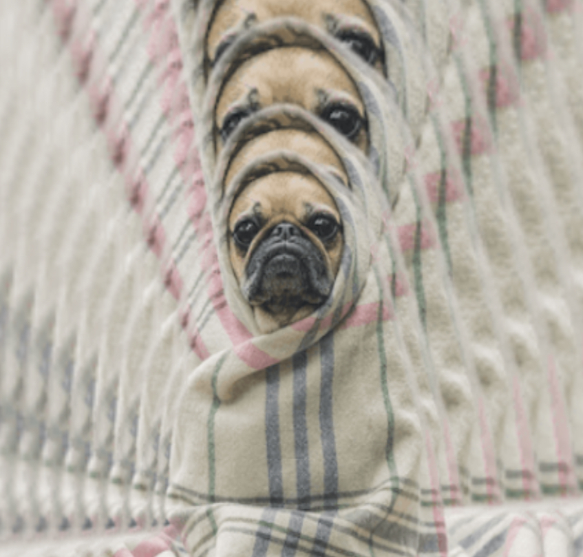 Puginarug.com Blank Meme Template