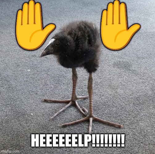 Pukeko chick | ✋   ✋ HEEEEEELP!!!!!!!! | image tagged in pukeko chick | made w/ Imgflip meme maker