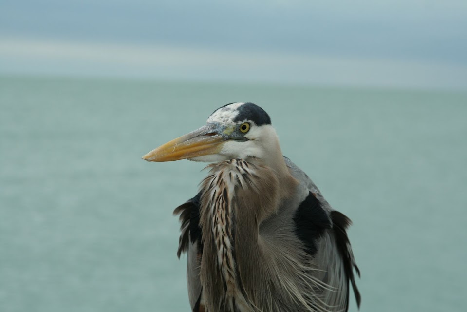 Gulf of Mexico Blank Meme Template