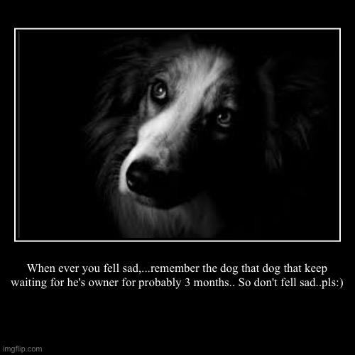 "nobody the the answer of why" | When ever you fell sad,...remember the dog that dog that keep waiting for he's owner for probably 3 months.. So don't fell sad..pls:) | | image tagged in demotivationals,deep,you took everything from me - i don't even know who you are,why are you reading the tags,why | made w/ Imgflip demotivational maker