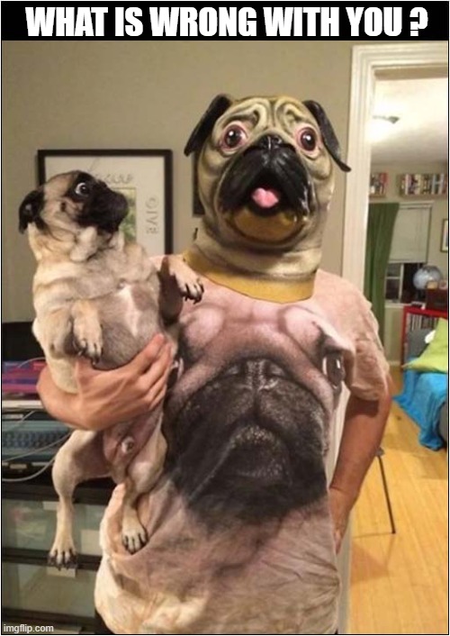 My Owner Is An Idiot ! | WHAT IS WRONG WITH YOU ? | image tagged in dogs,pug,costume,idiot | made w/ Imgflip meme maker