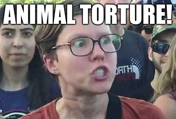 Triggered Liberal | ANIMAL TORTURE! | image tagged in triggered liberal | made w/ Imgflip meme maker