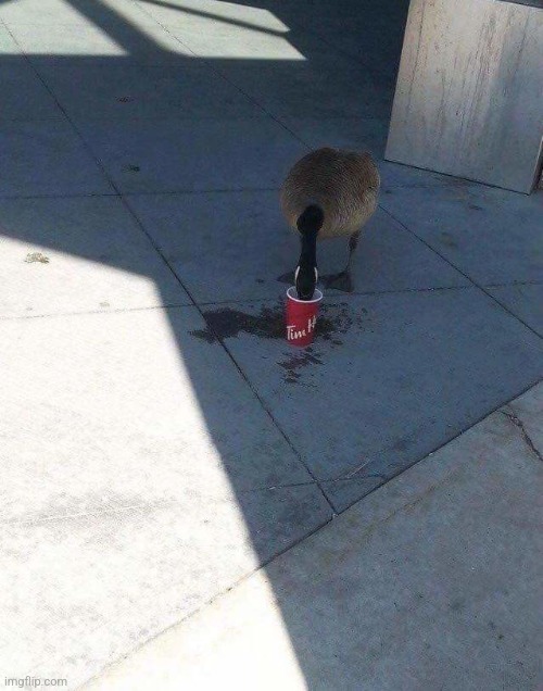 Canada Goose & Coffee | image tagged in canada goose coffee | made w/ Imgflip meme maker