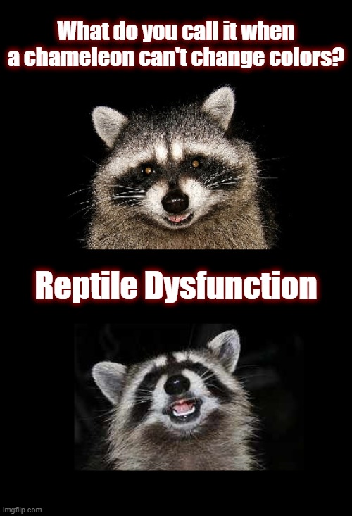 Smile Dammit! | What do you call it when a chameleon can't change colors? Reptile Dysfunction | image tagged in lame pun coon,raccoon,lame joke,dad jokes,rocky t raccoon,raccoon radio | made w/ Imgflip meme maker