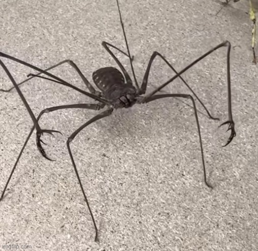 arachnid | image tagged in arachnid | made w/ Imgflip meme maker