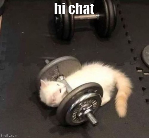 cat working out | hi chat | image tagged in cat working out | made w/ Imgflip meme maker