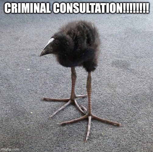 Pukeko chick | CRIMINAL CONSULTATION!!!!!!!! | image tagged in pukeko chick | made w/ Imgflip meme maker