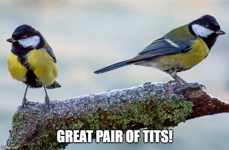 GREAT PAIR OF TITS! | made w/ Imgflip meme maker