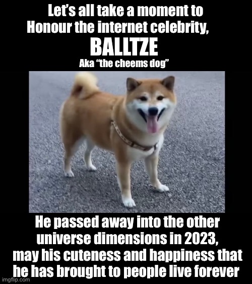 Let’s all take a moment to Honour the internet celebrity, BALLTZE; Aka “the cheems dog”; He passed away into the other universe dimensions in 2023, may his cuteness and happiness that he has brought to people live forever | image tagged in cheems,shiba inu,wisdom,memes,wholesome,cute | made w/ Imgflip meme maker