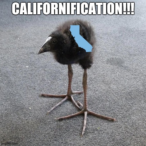 Californification | CALIFORNIFICATION!!! | image tagged in pukeko chick | made w/ Imgflip meme maker