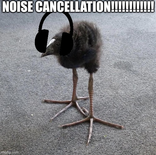 Pukeko chick | NOISE CANCELLATION!!!!!!!!!!!! | image tagged in pukeko chick | made w/ Imgflip meme maker