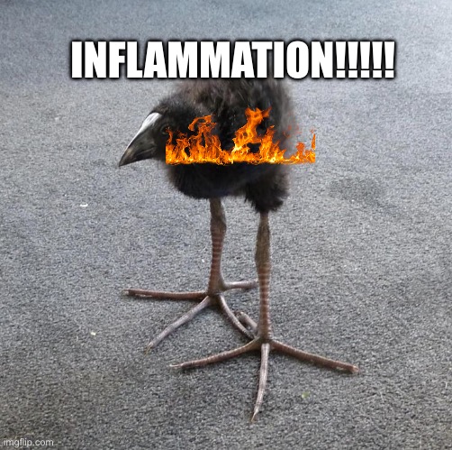 this is b.A.A.d. | INFLAMMATION!!!!! | image tagged in pukeko chick | made w/ Imgflip meme maker
