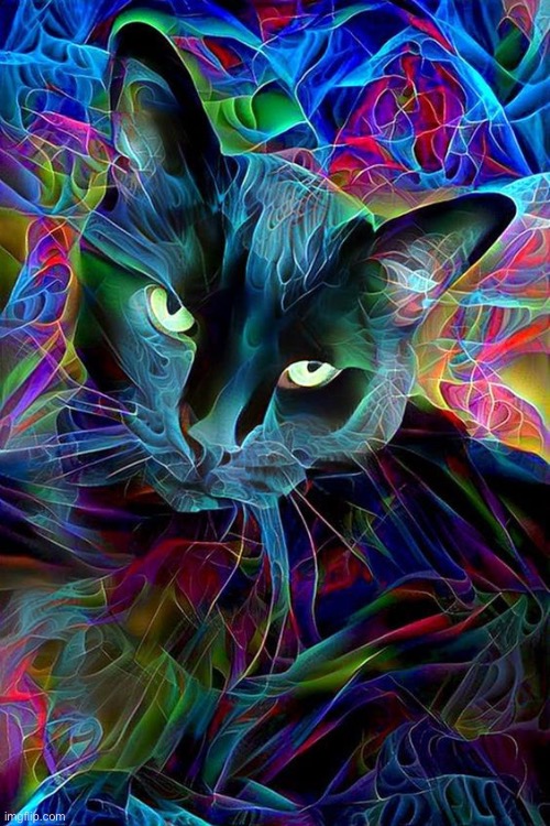 Black Cat | image tagged in cats | made w/ Imgflip meme maker