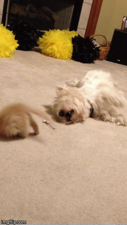 Wild Thing | image tagged in gifs,kitten,cats,cute | made w/ Imgflip video-to-gif maker