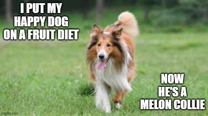 Memes by Brad - I put my happy dog on a fruit diet. Now he's a melon collie. | I PUT MY HAPPY DOG ON A FRUIT DIET; NOW HE'S A MELON COLLIE | image tagged in funny,fun,play on words,border collie,dog memes,humor | made w/ Imgflip meme maker