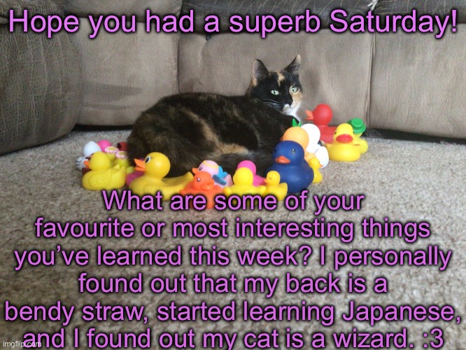 What’ve y’all learned? | Hope you had a superb Saturday! What are some of your favourite or most interesting things you’ve learned this week? I personally found out that my back is a bendy straw, started learning Japanese, and I found out my cat is a wizard. :3 | image tagged in star s template | made w/ Imgflip meme maker