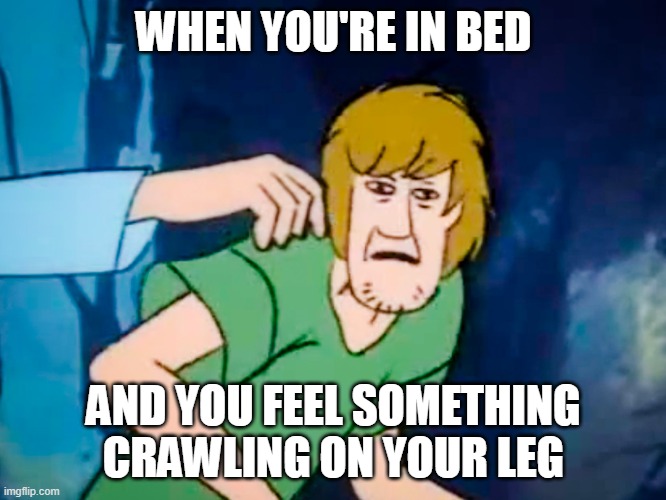 Bug bed | WHEN YOU'RE IN BED; AND YOU FEEL SOMETHING CRAWLING ON YOUR LEG | image tagged in shaggy meme,memes | made w/ Imgflip meme maker