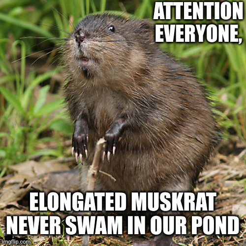 Muskrat disavows Elongated Muskrat | ATTENTION EVERYONE, ELONGATED MUSKRAT NEVER SWAM IN OUR POND | image tagged in muskrat,memes,elongated muskrat,elon musk,denial,we don't know him | made w/ Imgflip meme maker