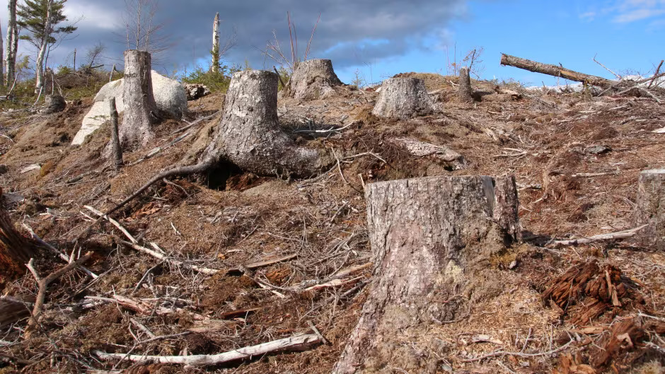 clear-cut Blank Meme Template