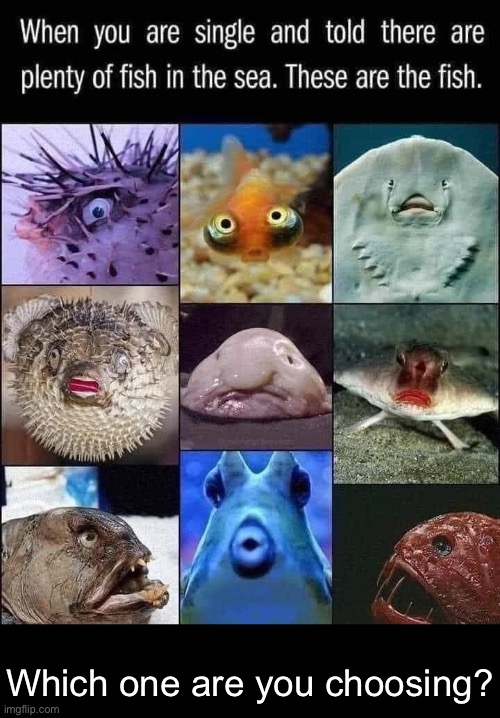 Which one? Comment below (bonus points for reasons) | Which one are you choosing? | image tagged in fish,single,plenty of fish | made w/ Imgflip meme maker