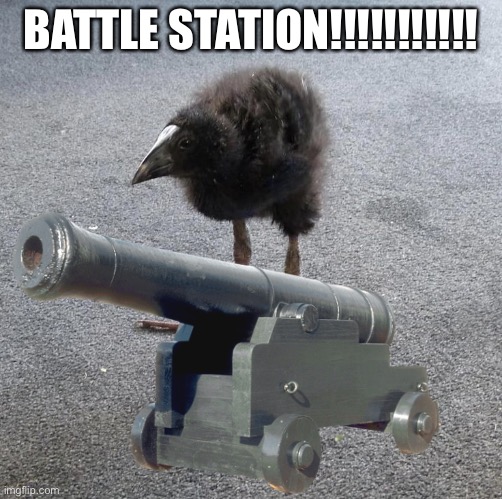 Pukeko chick | BATTLE STATION!!!!!!!!!!! | image tagged in pukeko chick | made w/ Imgflip meme maker
