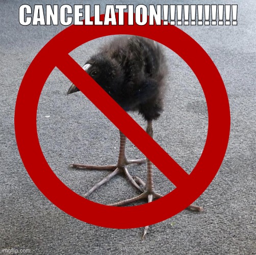 Pukeko chick | CANCELLATION!!!!!!!!!!! | image tagged in pukeko chick | made w/ Imgflip meme maker