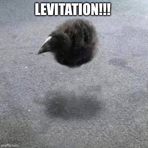 Pukeko | LEVITATION!!! | image tagged in pukeko | made w/ Imgflip meme maker